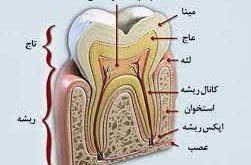 آناتومی دندان به چه صورت است