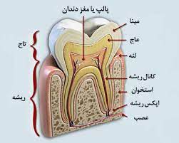 آناتومی دندان به چه شکل است؟ | آناتومی دندان ها در دندانسازی