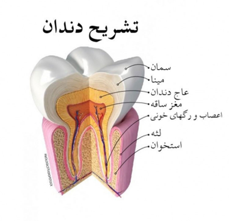 دندان انسان